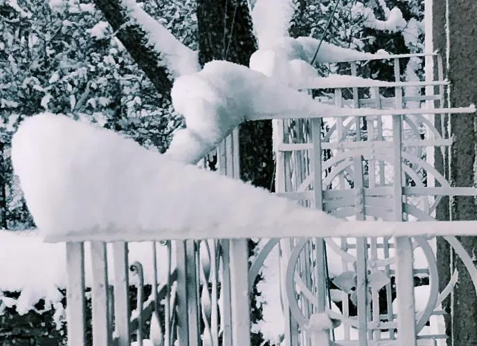 シャレー Rosalia *